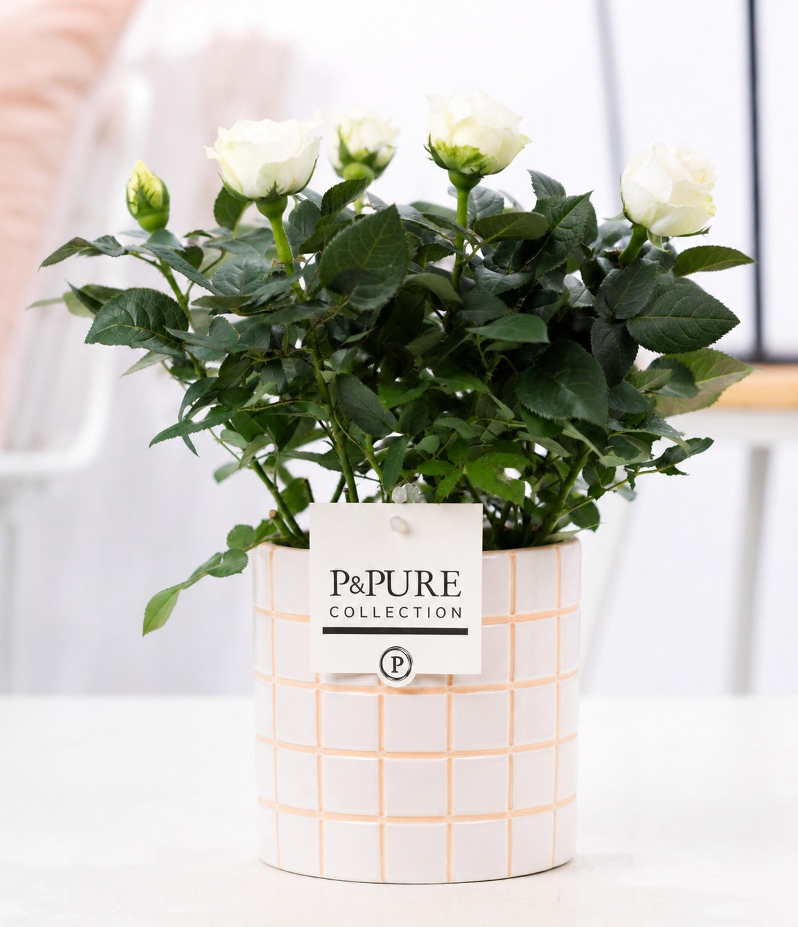 Rosa Beau Monde white 28cm 12cm Pot
