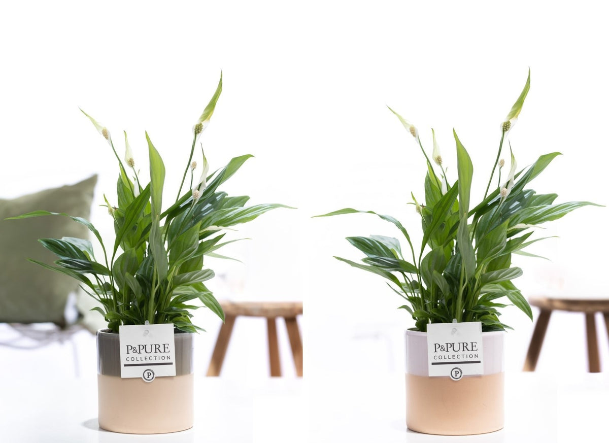 Spathiphyllum hybrid 35cm 12cm Pot