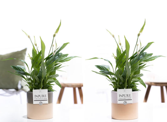 Spathiphyllum hybrid 35cm 12cm Pot