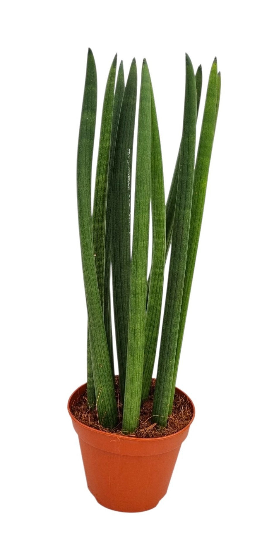 Sansevieria cylindrica 45cm 14cm Pot