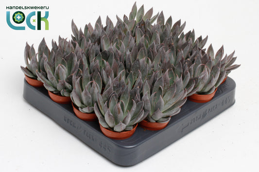Echeveria Hybrid 10cm 5.5cm Pot