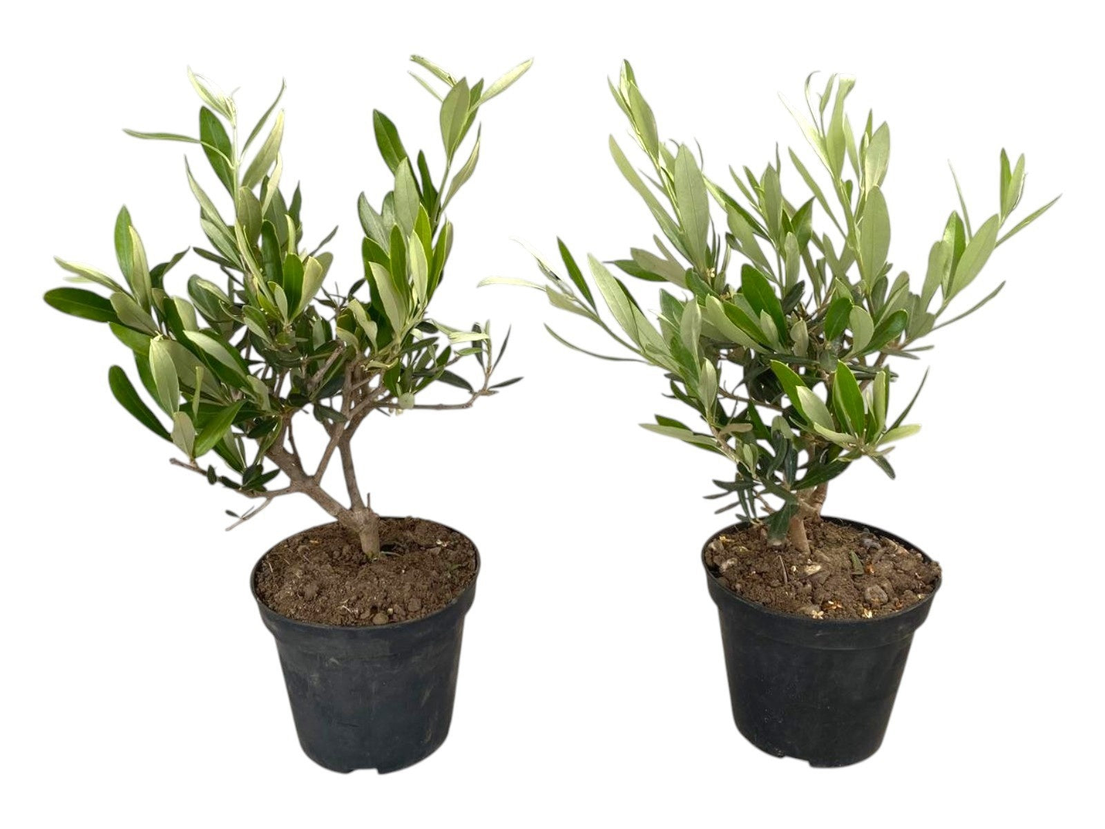 Olea europaea 30cm 12cm Pot