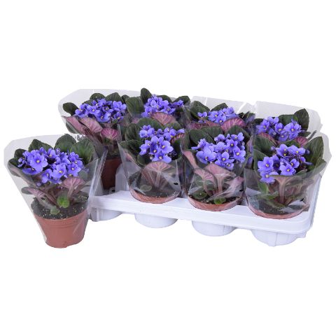 Saintpaulia ionantha 20cm 12cm Pot