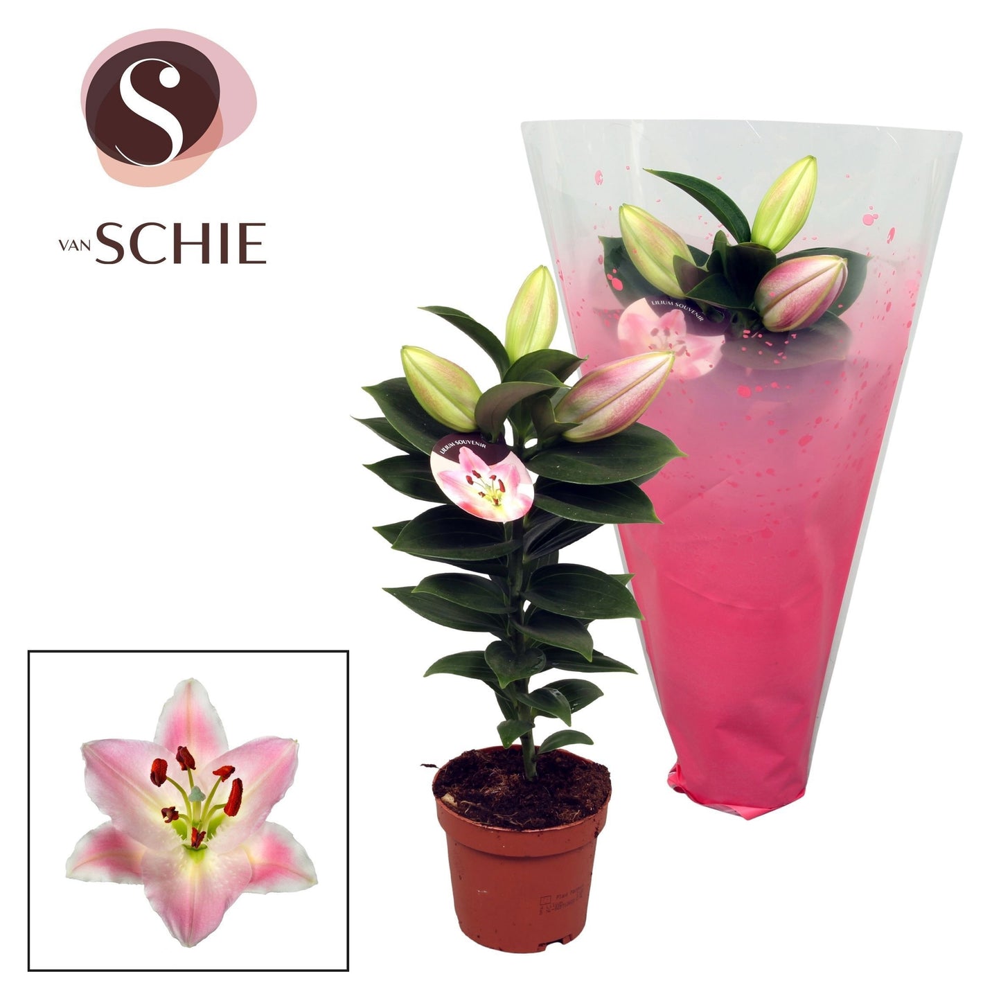 Lilium Souvenir 32cm 510cm Pot