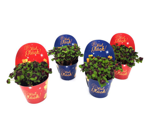 Oxalis deppei 10cm 9cm Pot