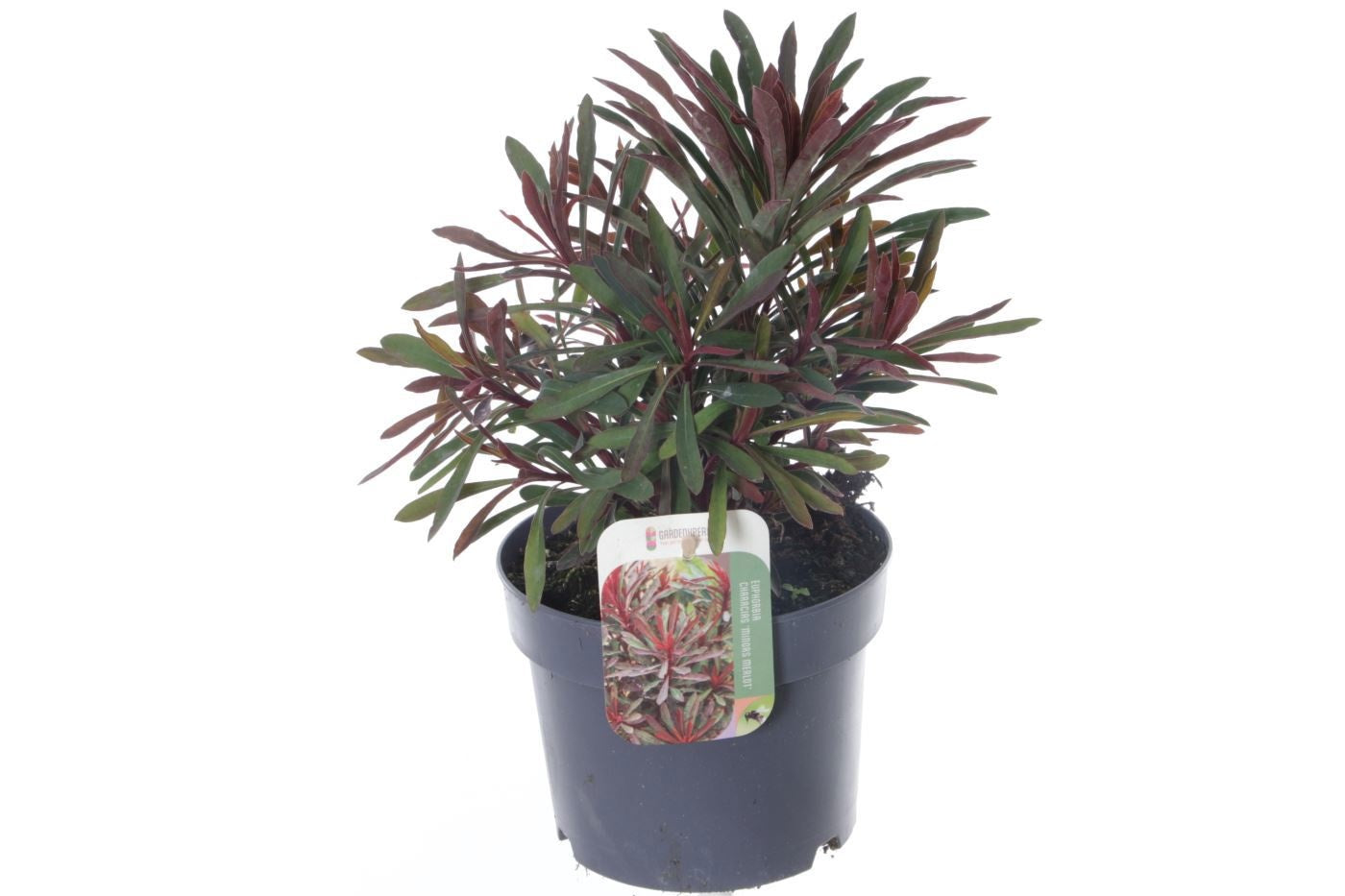 Euphorbia Miner's Merlot 40cm 17cm Pot