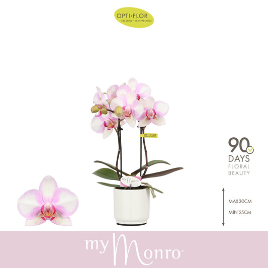 Phalaenopsis pink 25cm 7cm Pot