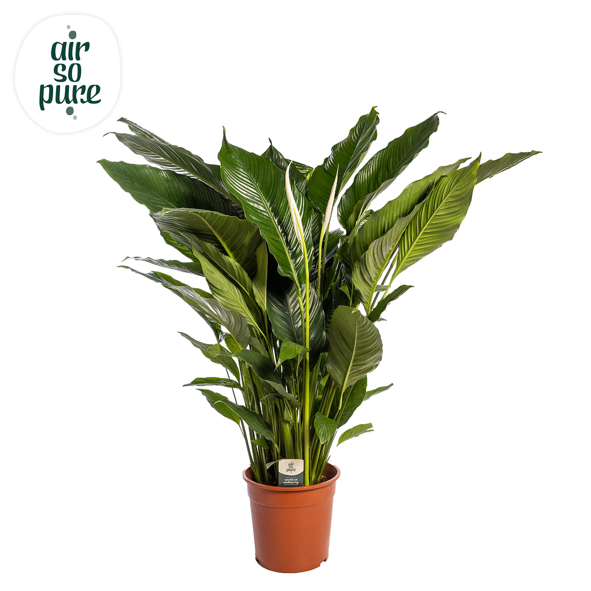 Spathiphyllum Sweet Sebastiano 120cm 24cm Pot