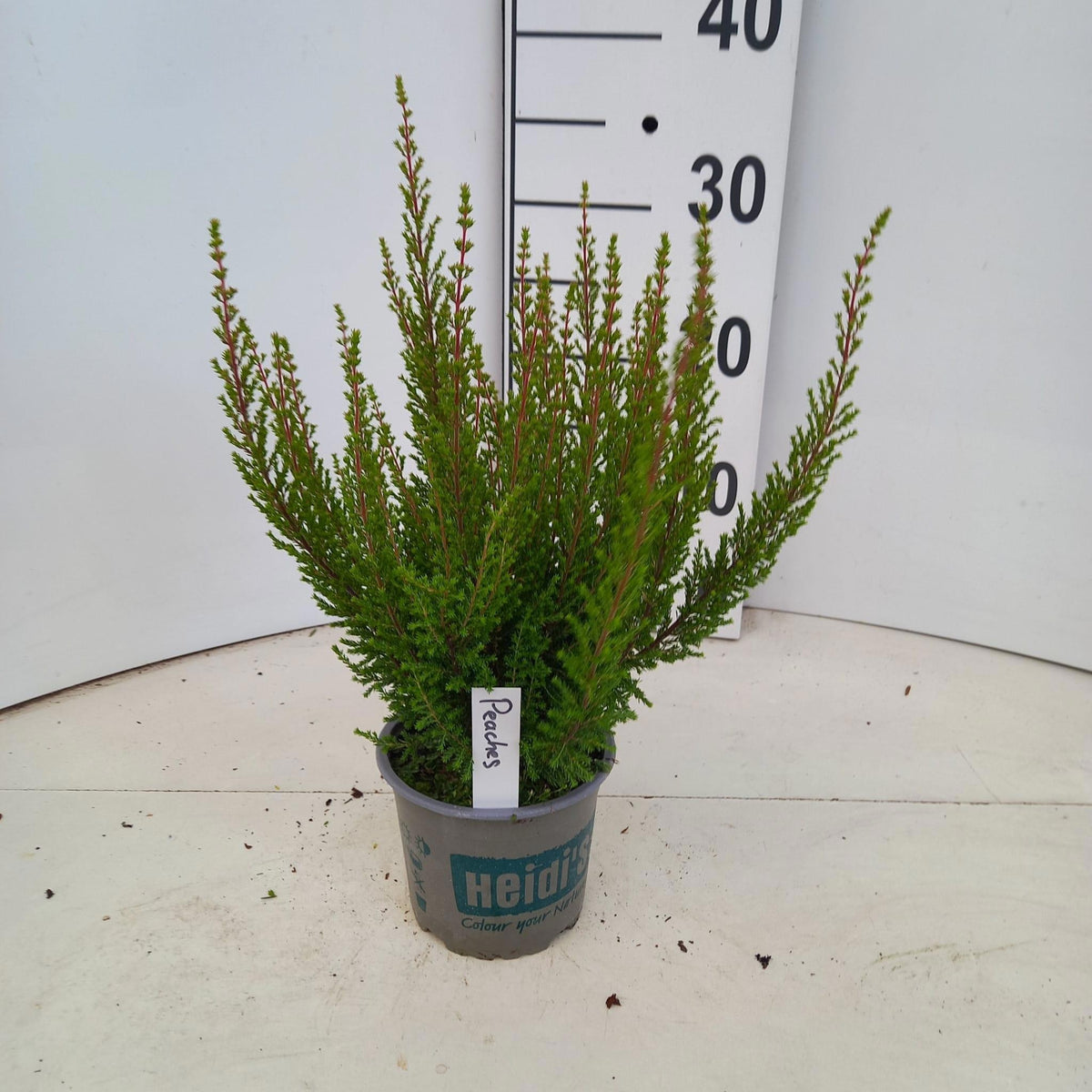 Erica gr. Heidi's mix 30cm 12cm Pot