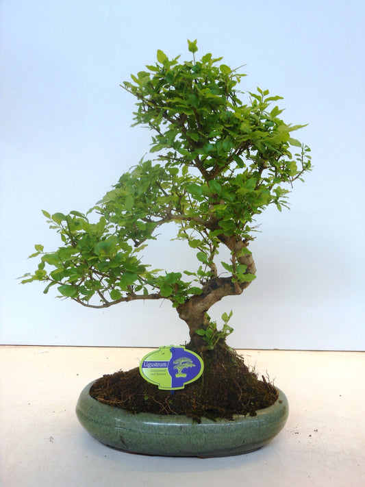 Bonsai Ligustrum 50cm 29cm Pot