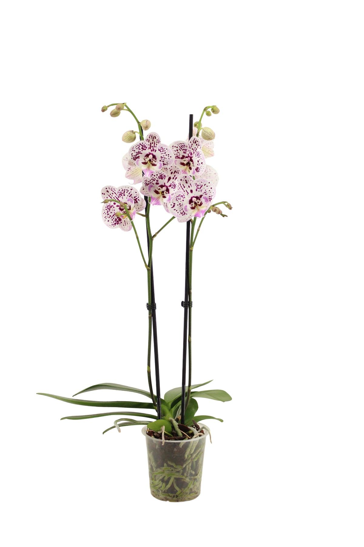 Phalaenopsis Hybrid 60cm 12cm Pot
