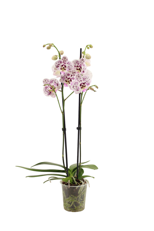 Phalaenopsis Hybrid 60cm 12cm Pot