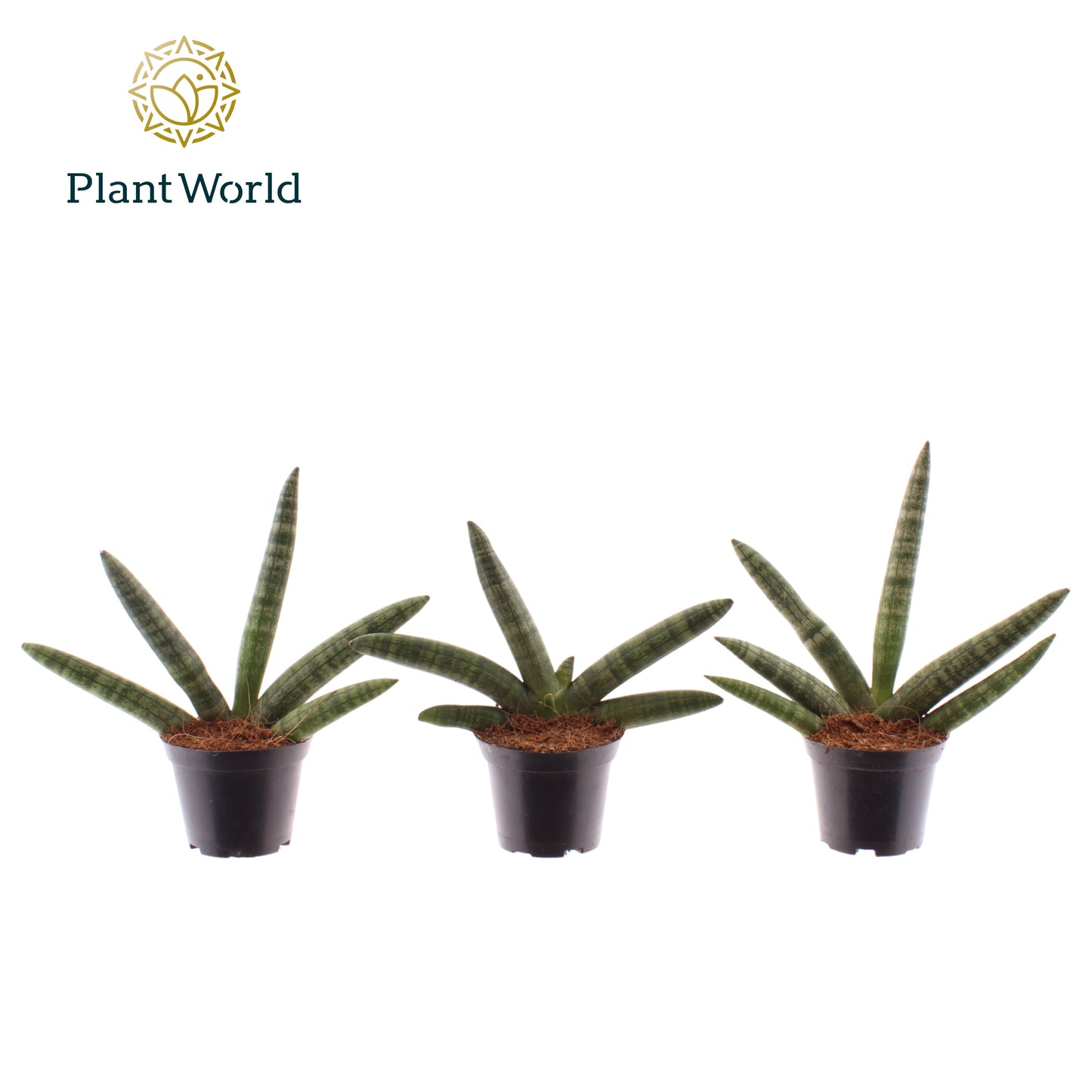 Sansevieria cyl. Skyline 15cm 7cm Pot