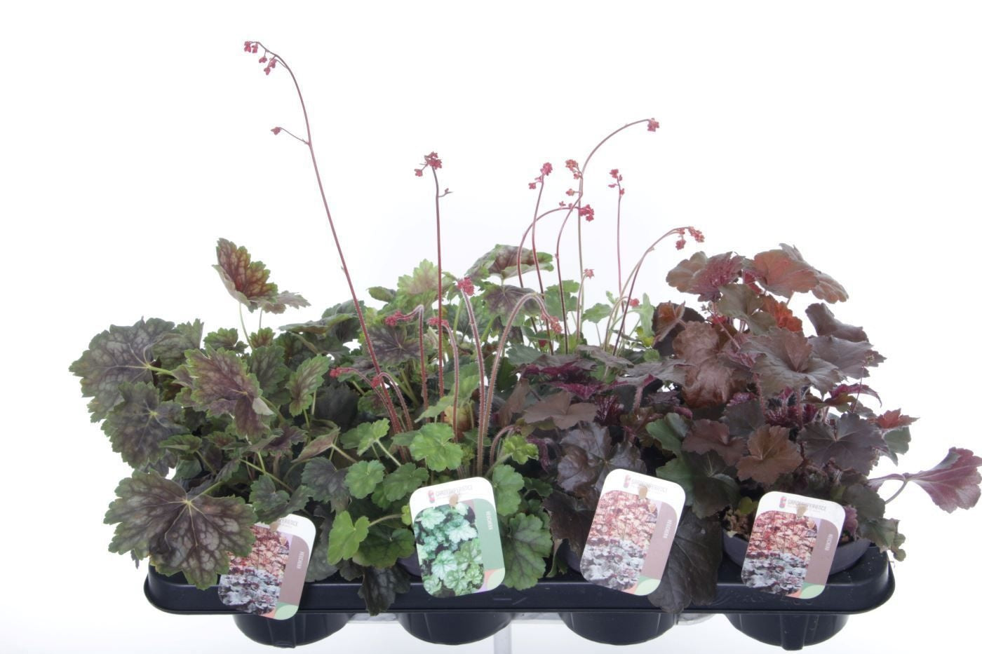 Noordpoel BV, Kw. de Heuchera hybrid Pack of 8