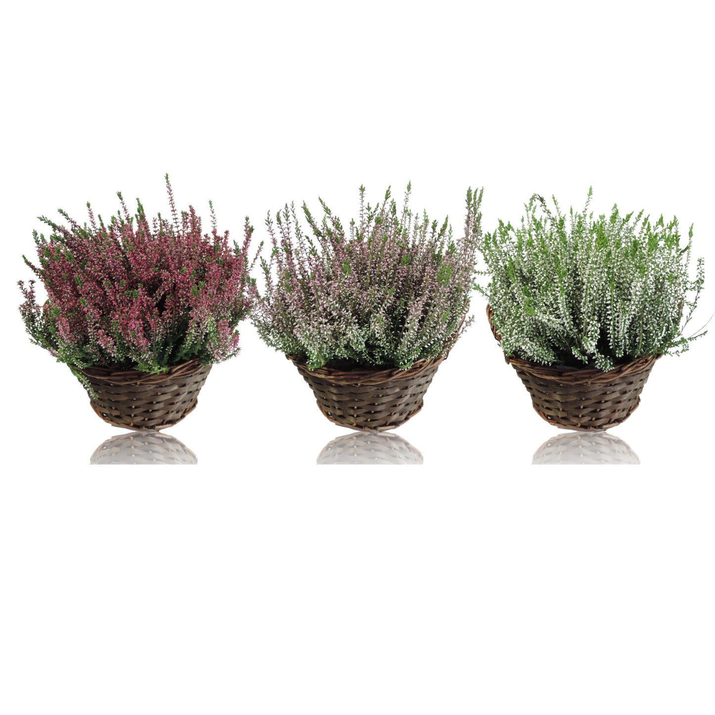 RS Potplants Calluna Garden Girls mix Pack of 5