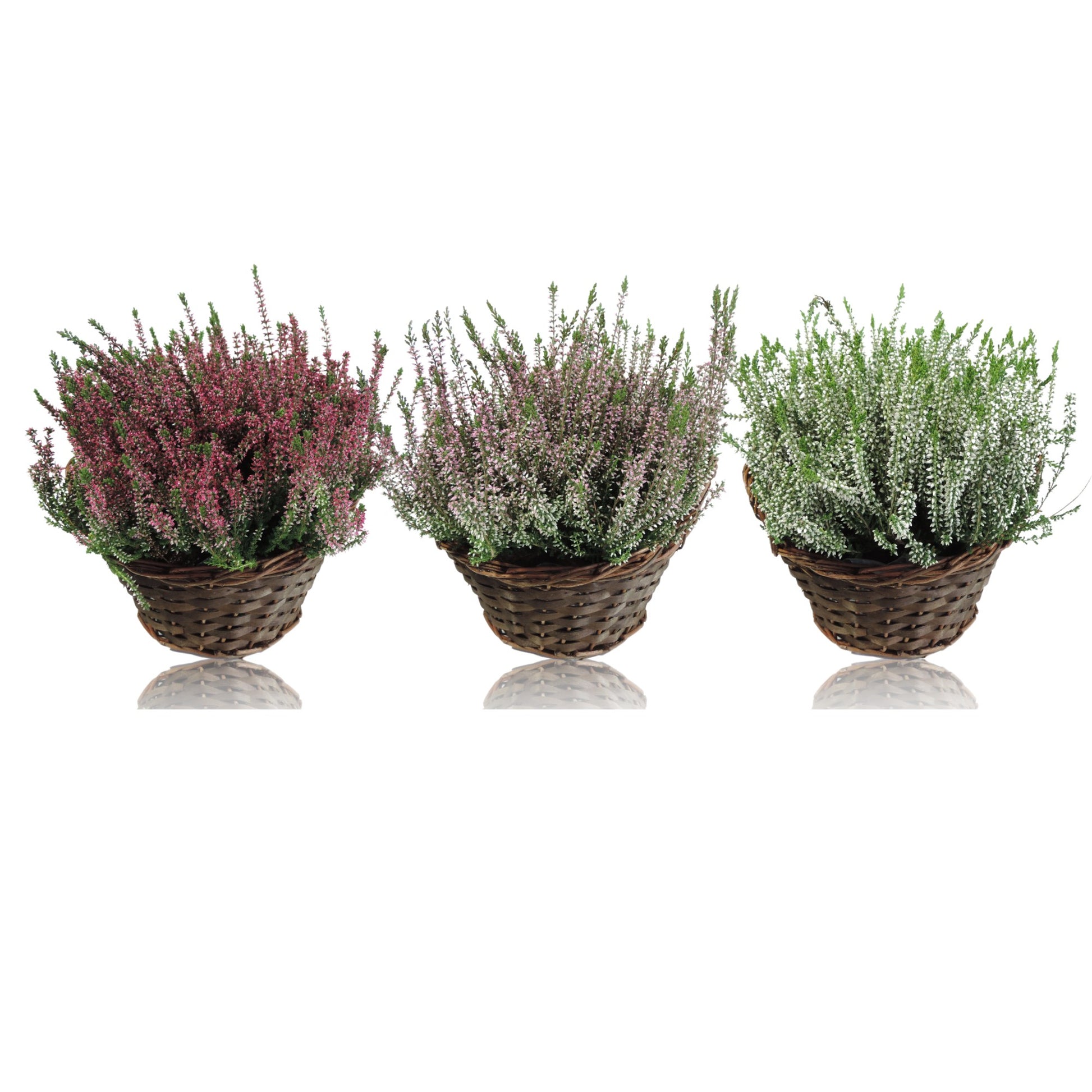 RS Potplants Calluna Garden Girls mix Pack of 5