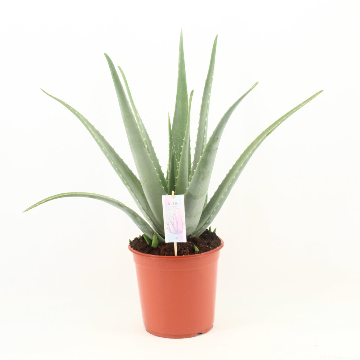 Aloe vera 70cm 24cm Pot
