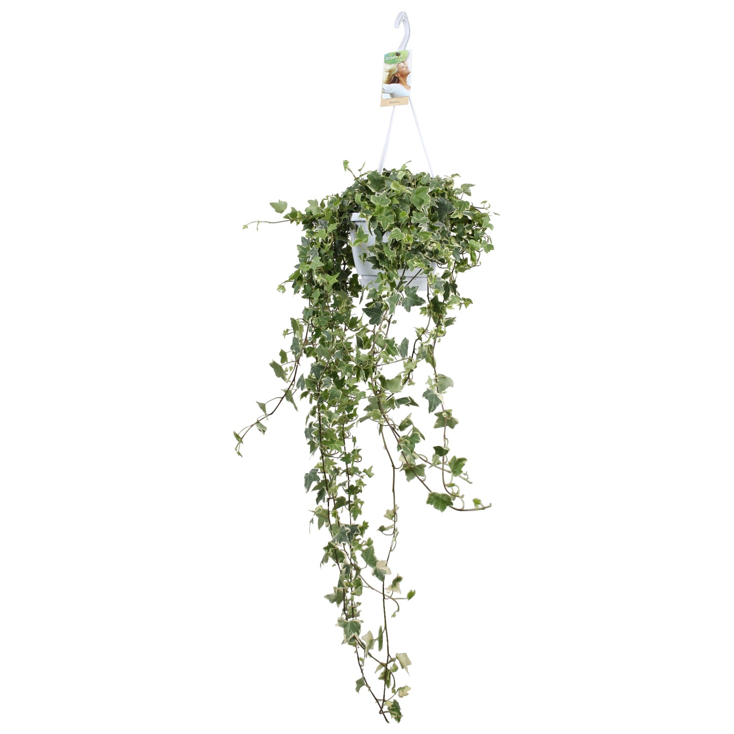 Vireo-Hedera plant BV Hedera helix variegated Pack of 1