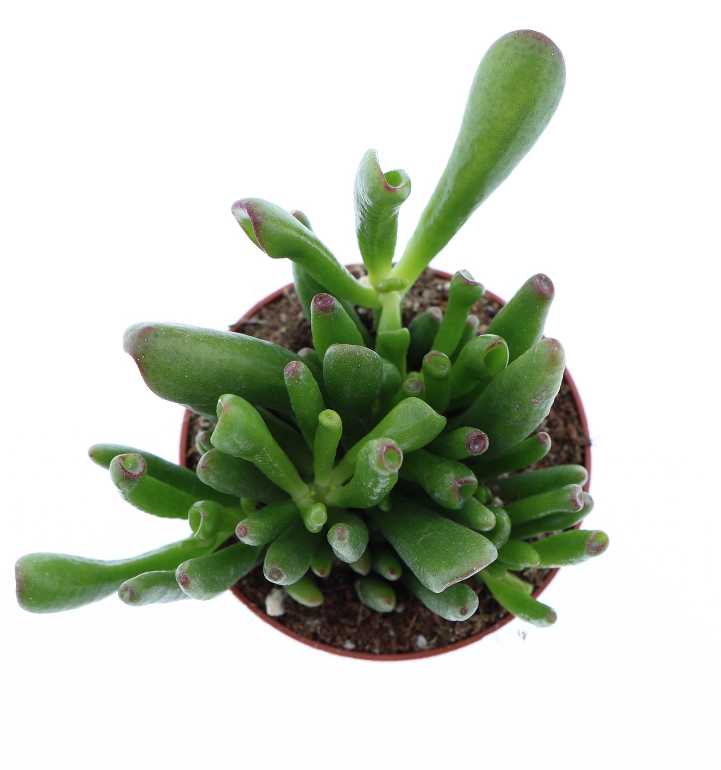 Euro Cactus Holland Bv Crassula Hobbit Pack of 12