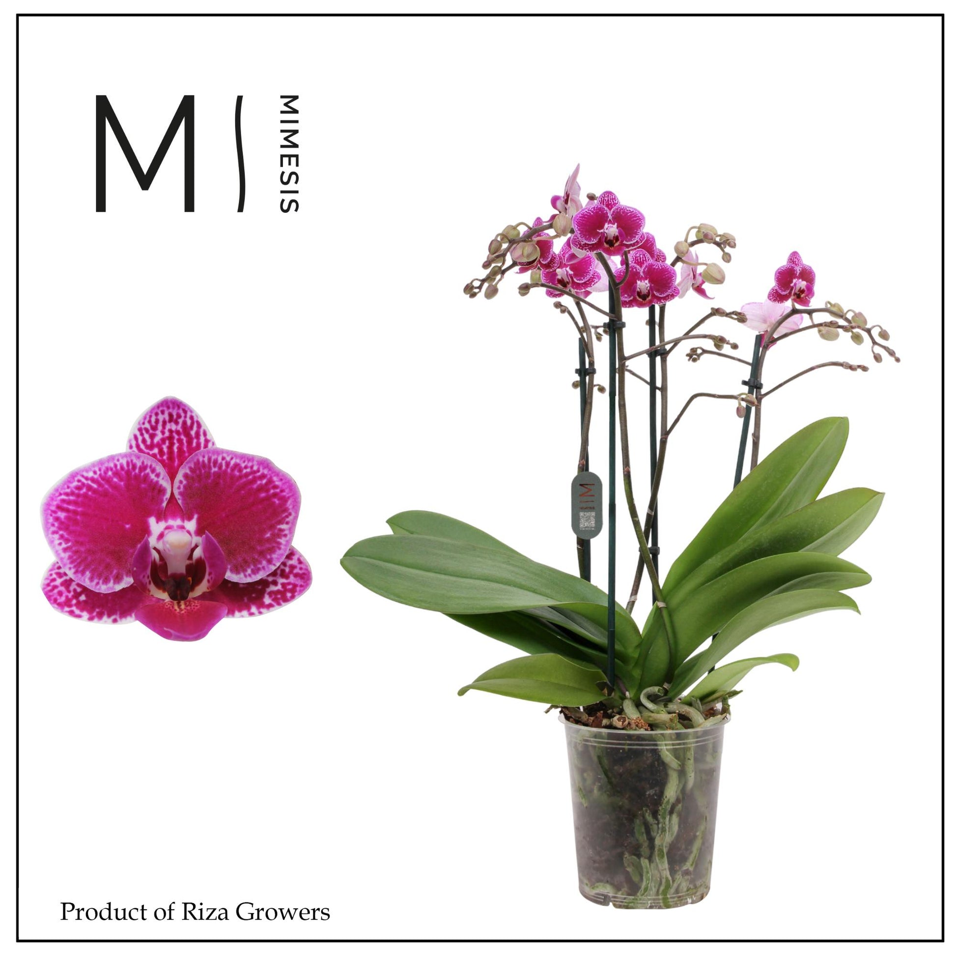Riza Ter Laak Orchios Phalaenopsis mf. Hornglin Vicky Pack of 10