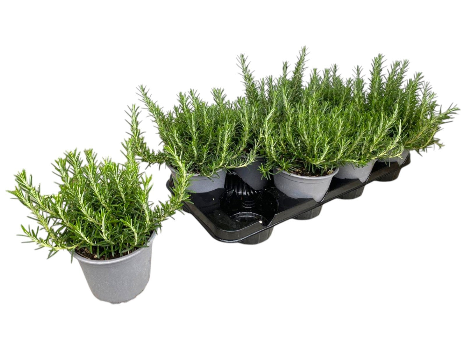 Rosmarinus officinalis Prostratus 20cm 14cm Pot