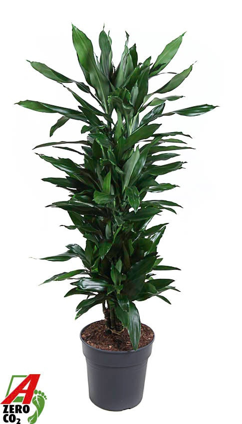 Dracaena frag. Janet Lind branched 150cm 27cm Pot