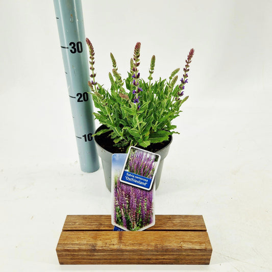 Salvia nem. Ostfriesland 45cm 17cm Pot