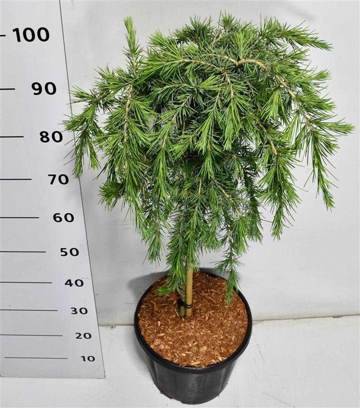 Cedrus deo. Feelin Blue 110cm 32cm Pot