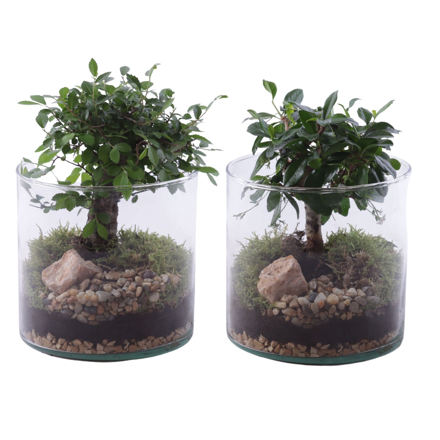 Bonsai mix 25cm 15cm Pot