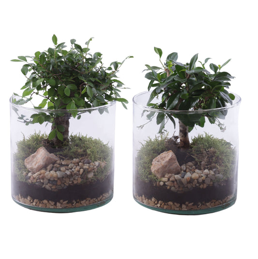 Bonsai mix 25cm 15cm Pot
