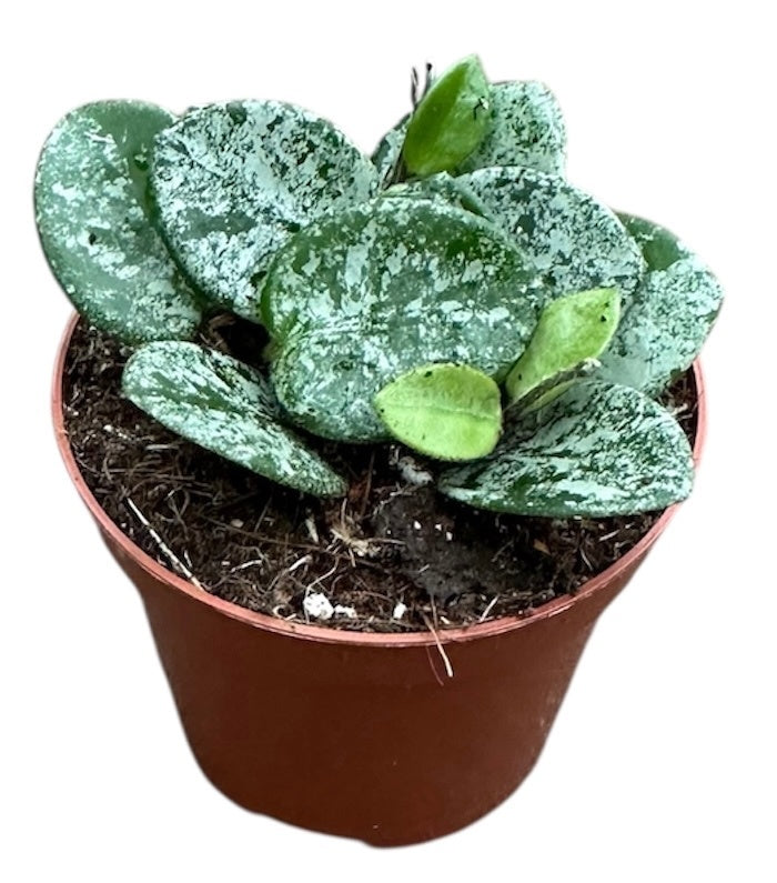 Hoya australis 10cm 8cm Pot