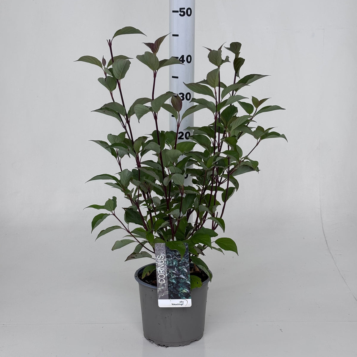 Cornus alba Kesselringii 45cm 19cm Pot