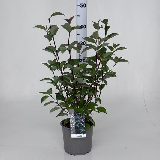 Cornus alba Kesselringii 45cm 19cm Pot