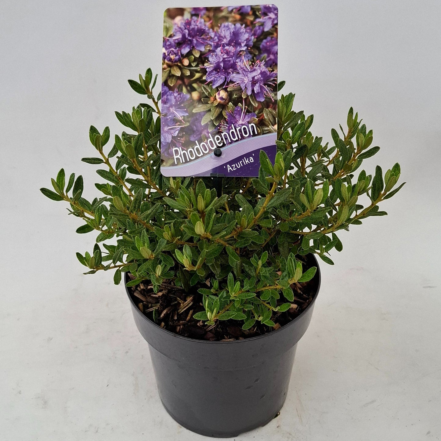 J.C.A.M. van Acht Rhododendron lap. Azurika Pack of 6