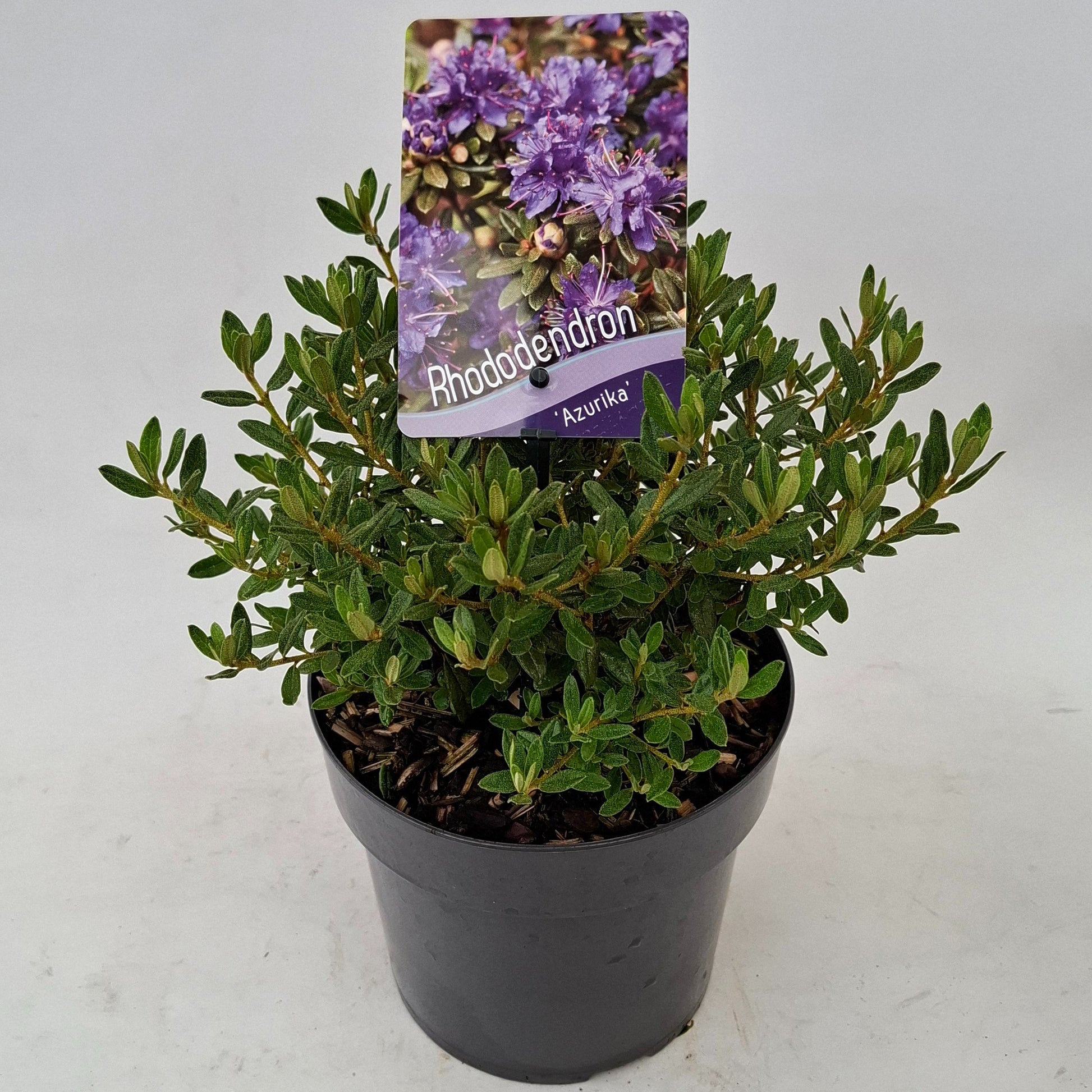 J.C.A.M. van Acht Rhododendron lap. Azurika Pack of 6