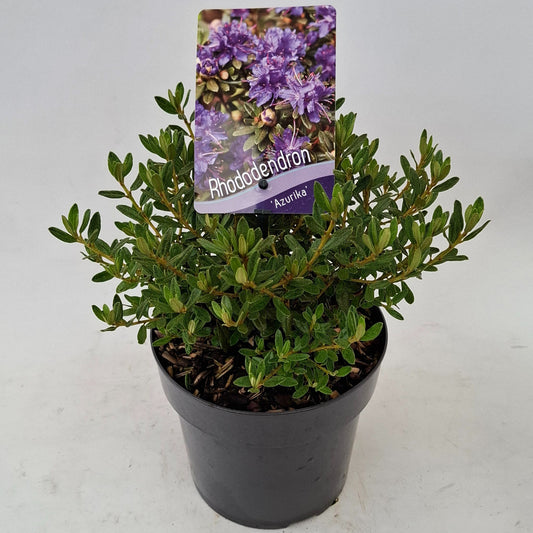 Rhododendron lap. Azurika 20cm 17cm Pot