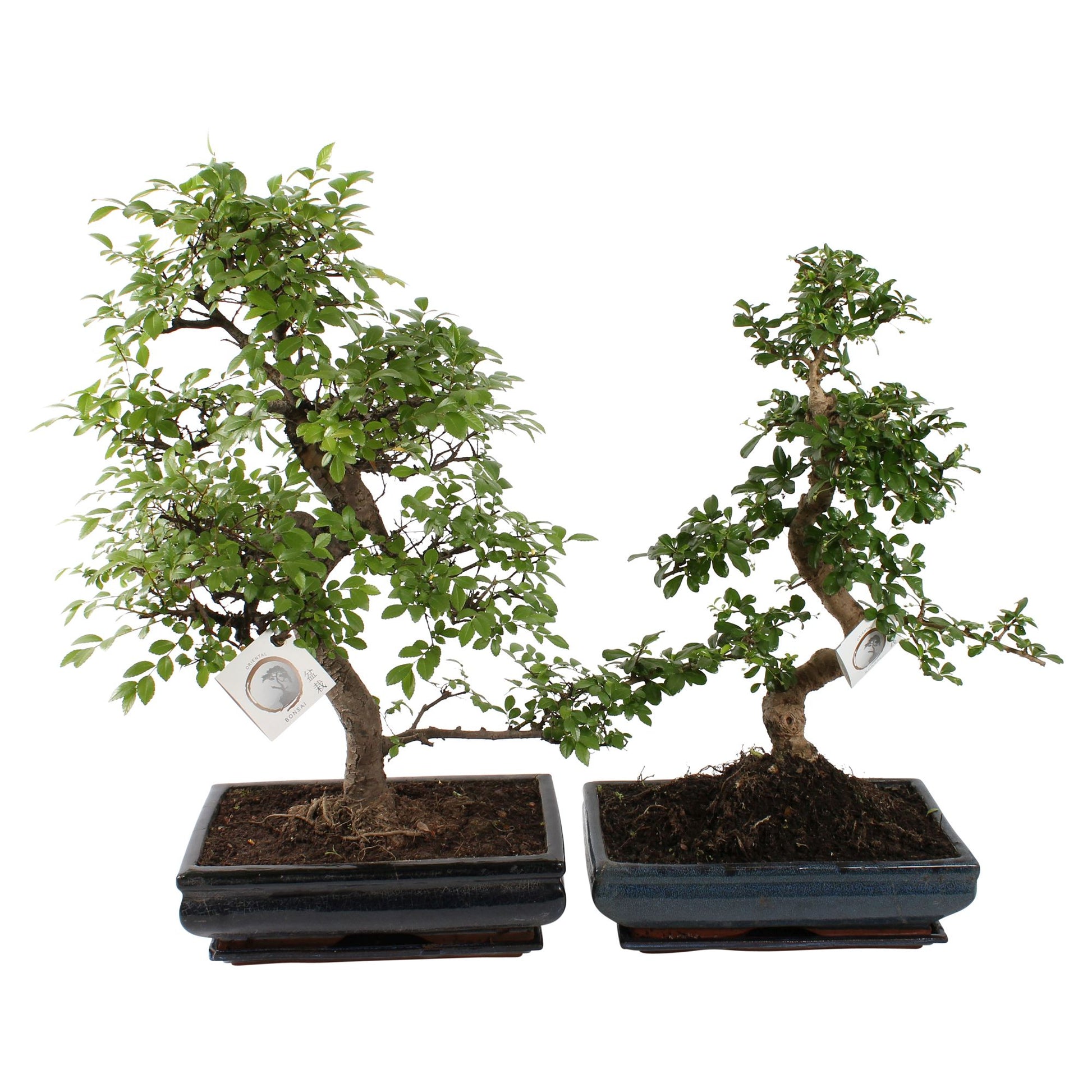 Bonsai mix 65cm 35cm Pot