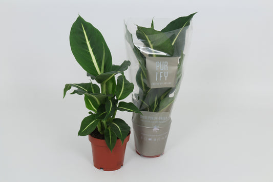 Dieffenbachia Green Magic 40cm 12cm Pot