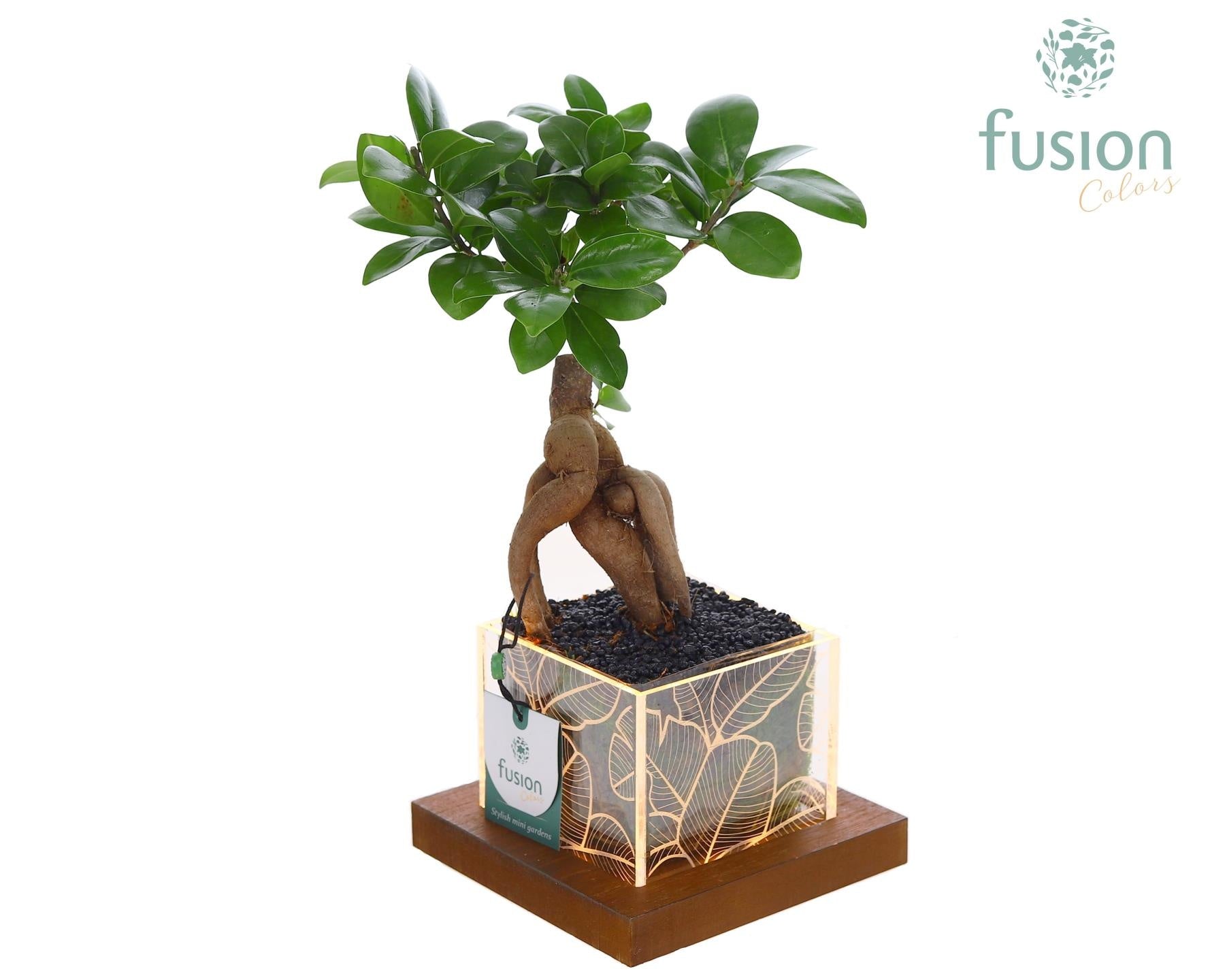 Ficus Ginseng in glass 29cm 15cm Pot