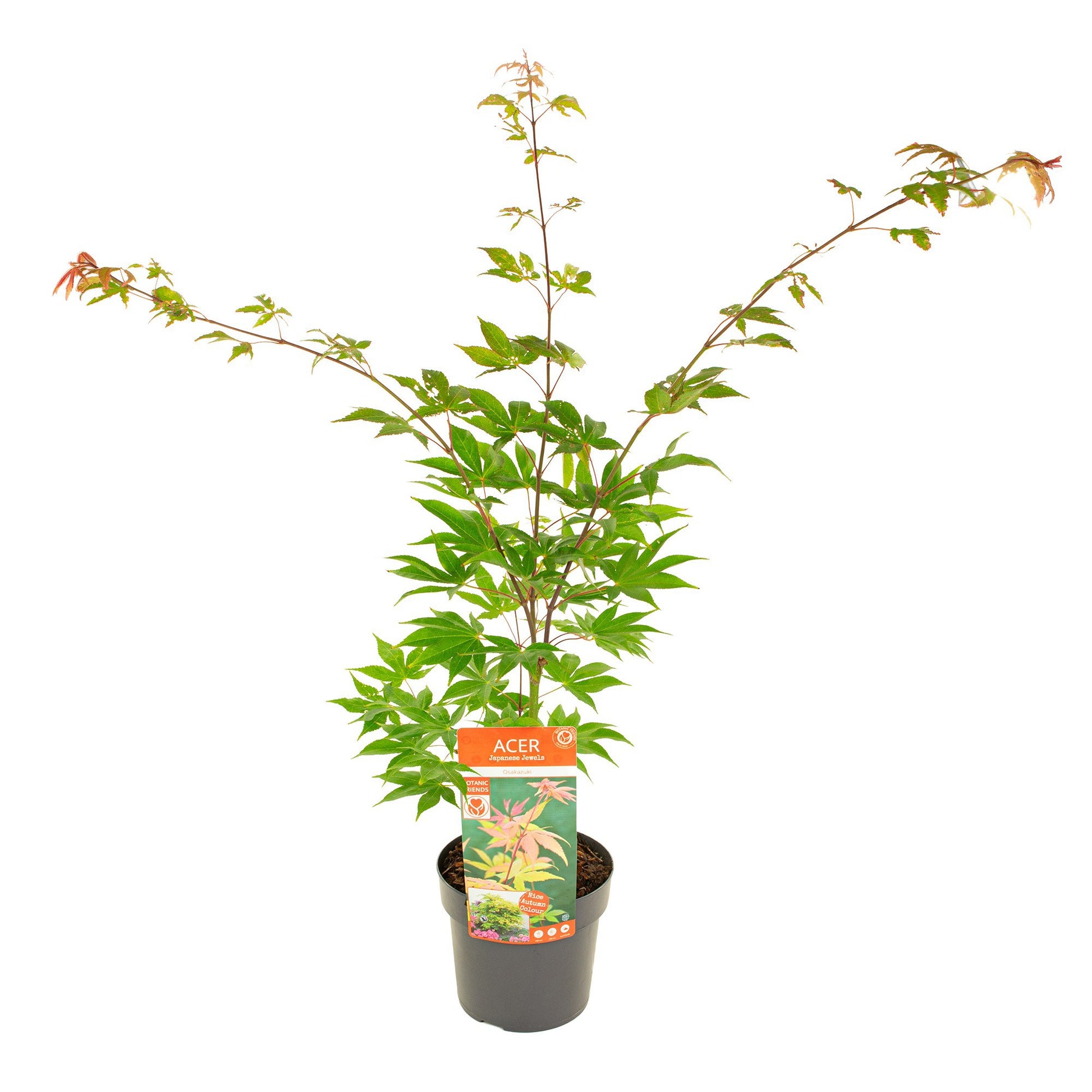 Acer Osakazuki 45cm 19cm Pot