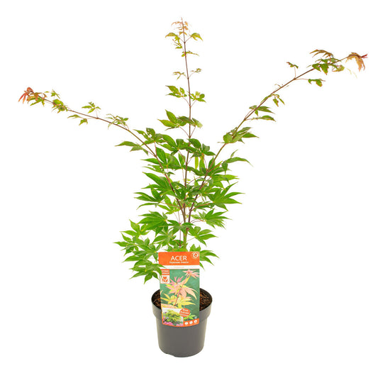 Acer Osakazuki 45cm 19cm Pot