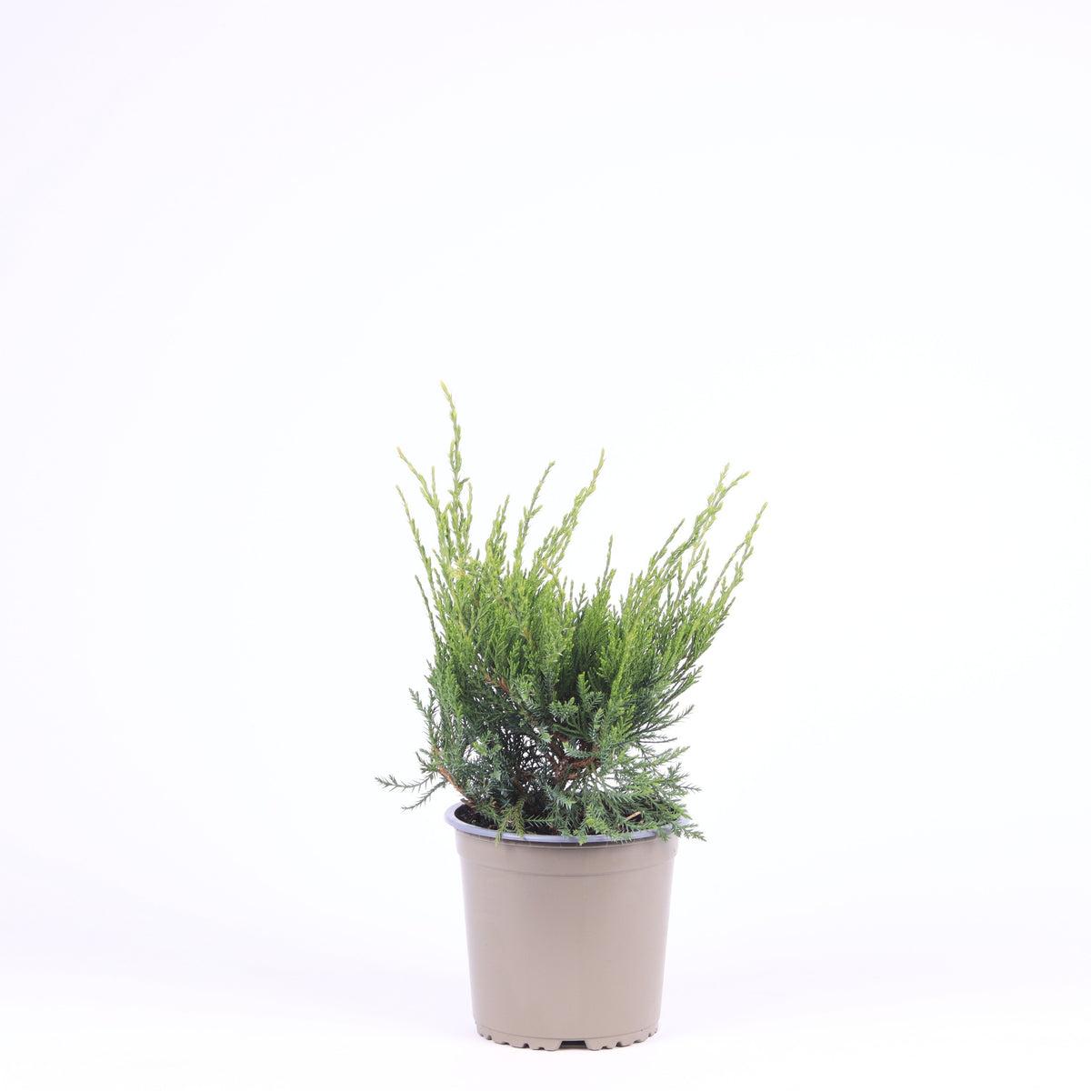 Juniperus Mint Julep 30cm 15cm Pot