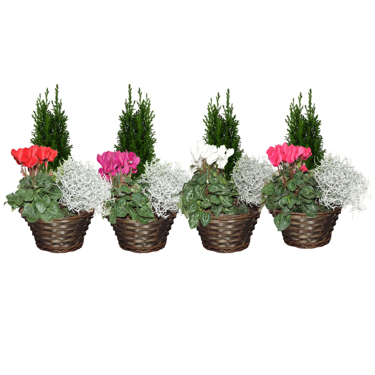 Outdoor arrangement 35cm 22cm Pot