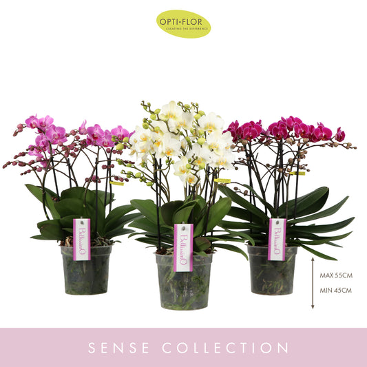 Phalaenopsis Bellissimo mix 50cm 15cm Pot