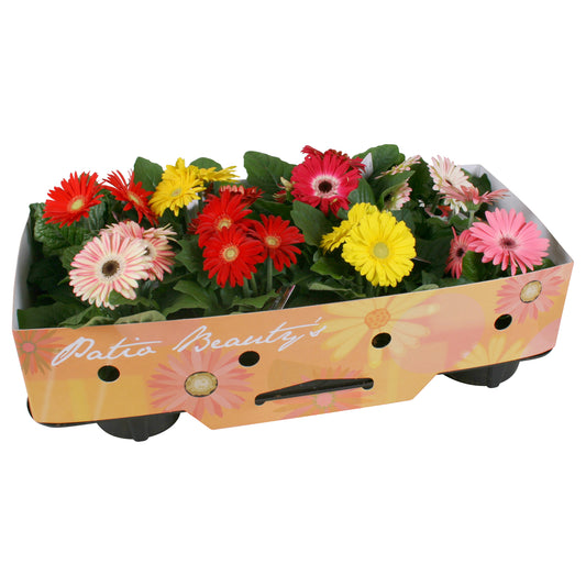 Gerbera mix 20cm 12cm Pot