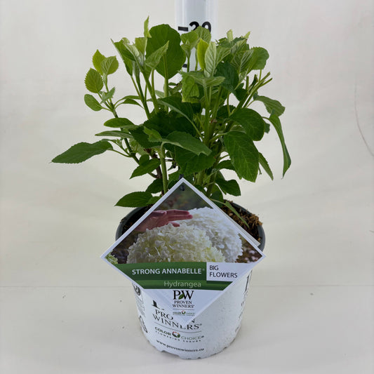 Hydrangea Strong Annabelle 30cm 19cm Pot