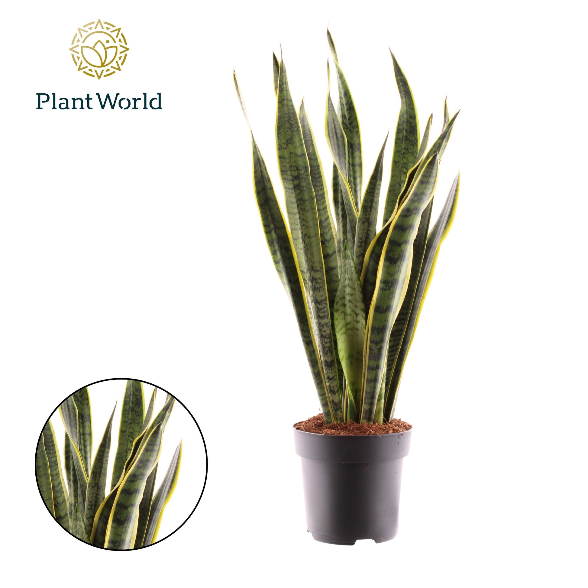 Sansevieria Laurentii 75cm 19cm Pot