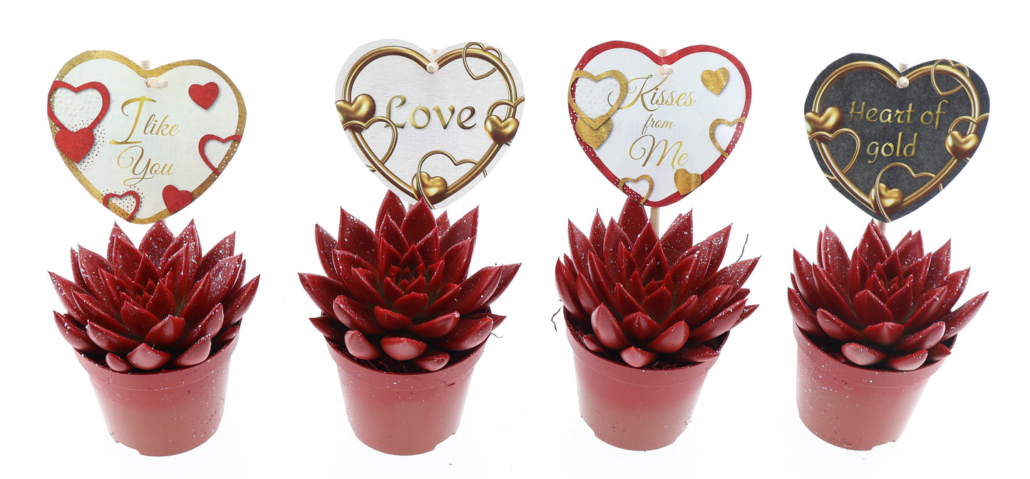 Miranda rood glitter + love etiket 10cm Special Pot (508)