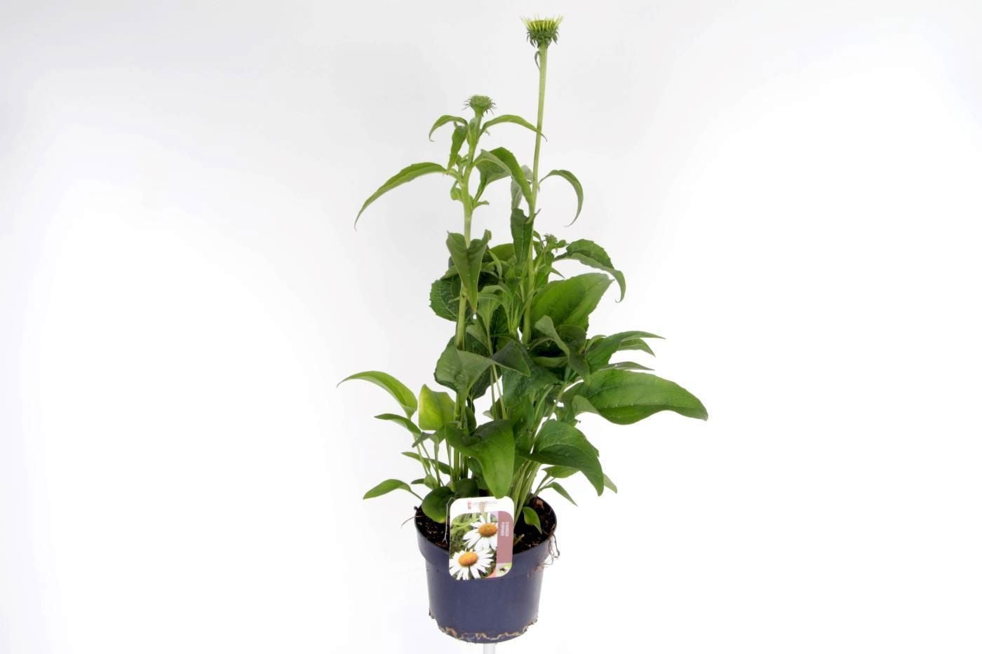 Echinacea purpurea 90cm 17cm Pot