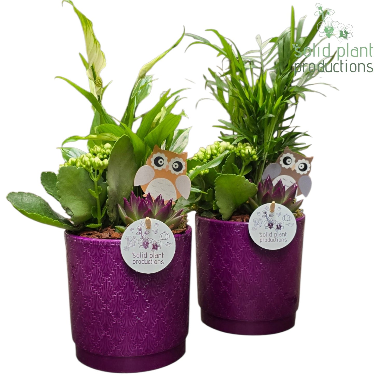 Solid Plant Productions SCE001 Amy Purple Echeveria Mix Pack of 6